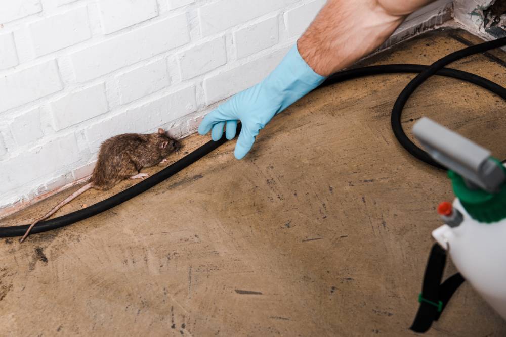 Pest control Services Toronto